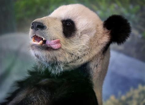 Memphis Zoo Giant Panda Le Le Dies Memphis Local Sports Business