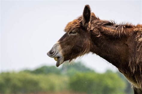 Why Do Donkeys Bray 6 Vet Reviewed Reasons Explained Pet Keen