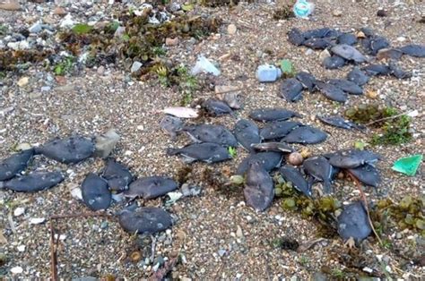 Jun 21, 2021 · hong kong masih meninjau perkembangan epidemi. Ribuan Ikan Mati Mendadak di Ambon, Apa Sebabnya, ya? - Bobo