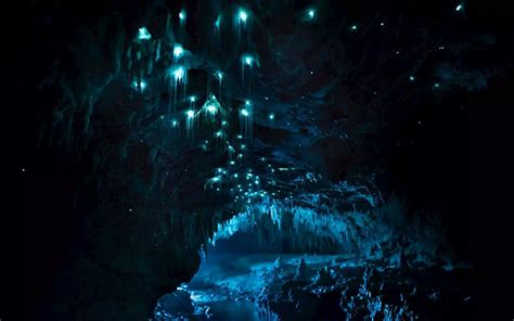 Carnivorous Glowworms Turn Caves Into Stunning Starscapes