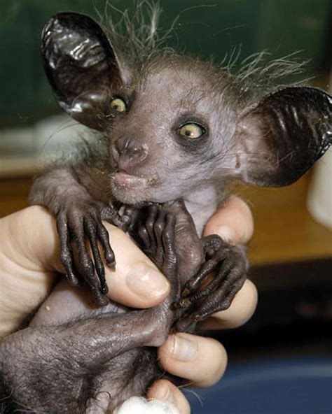 40 Animals That Are So Ugly Theyre Cute