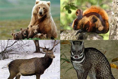 Species become endangered for two main reasons: World Environment Day 2020: List of Most Critically ...