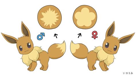 Tail Pattern Differences Between Female Eevee And Male Eevee In Pokémon