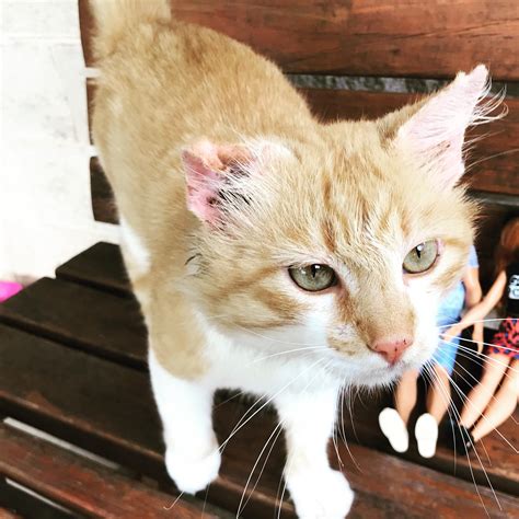 We did not find results for: This abandoned big kitten adopted us while at a cabin in ...
