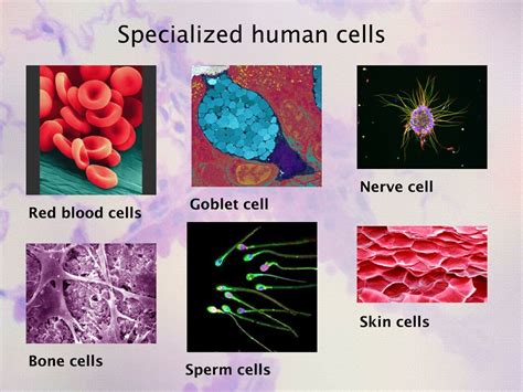 Ppt Specialized Cells Powerpoint Presentation Free Download Id9371053