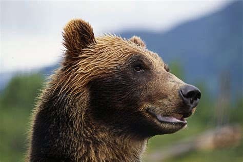 Posterazzi Closeup Of Brown Bears Head And Face Captive Alaska