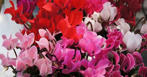 How To Grow And Care For Cyclamen Houseplants