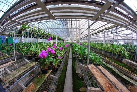 5 Tips For Growing Orchids In Greenhouse
