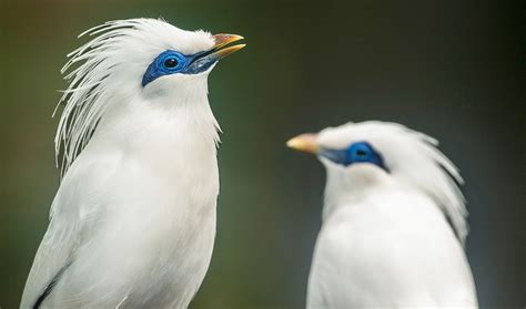 Top 10 Birds Of Indonesia All About Everything