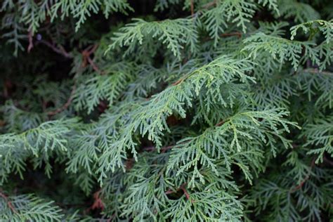 15 Different Arborvitae Types Varieties And Care Plantsnap