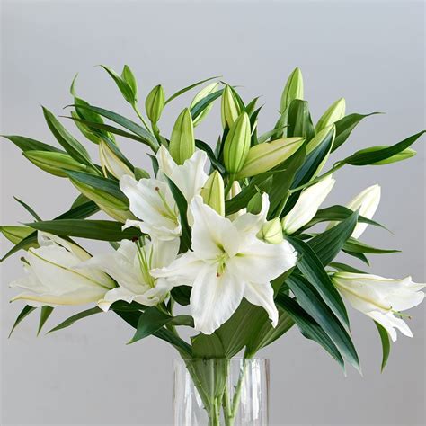 Elegant Calla Lily For The Perfect Bridal Bouquet Security Represents
