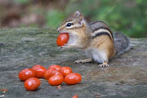 Eastern Chipmunk Eating Cherry Tomatoes Stock Image C0117800