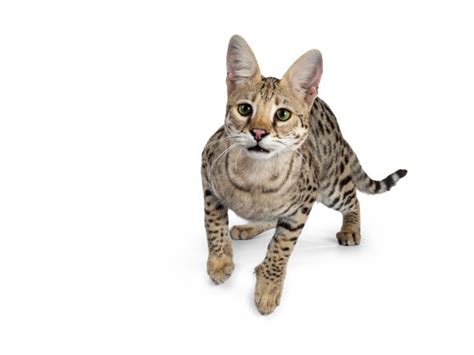 10 Serval Cat Jump Stock Photos Pictures And Royalty Free Images Istock