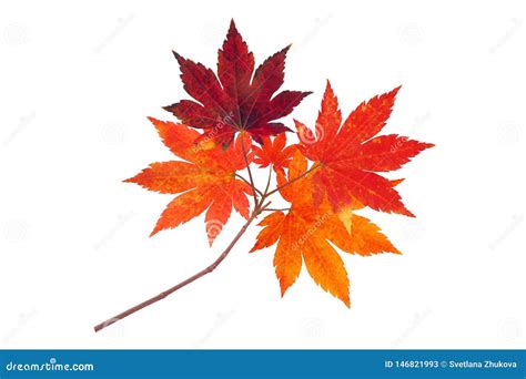 Japanese Maple Tree Red Autumn Branch Isolated On White Stock Image