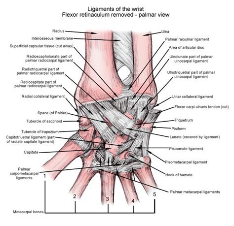 Scapholunate Dissociation Joints Anatomy Hand Therapy Gross Anatomy