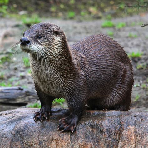 North American River Otter The Animal Spot