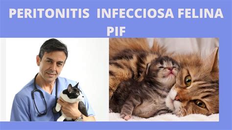 Peritonitis Infecciosa Felina Pif Coronavirus Felino Cats