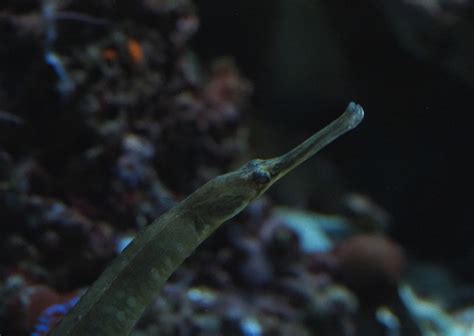 Greater Pipefish Syngnathus Acus 2019 12 30 Zoochat