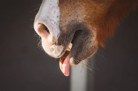 Mythbuster Monday Horses Cant Breathe Through Their Mouths Horse Nation
