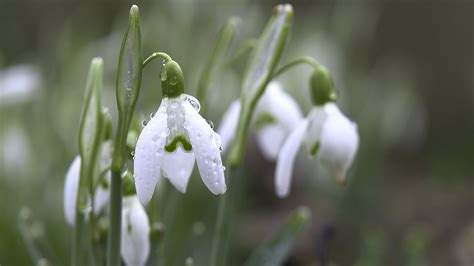 Download Wallpaper 1920x1080 Snowdrops Petals Flowers Dew Drops