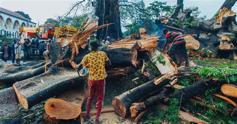 Historic ‘cotton Tree Symbolizing Sierra Leones Freedom Falls During