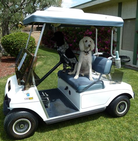 Pin By Carl Pettit On Dogs Golf Carts Dogs Vehicles