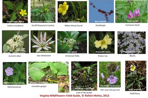 Wildflower Guide Part Ii Virginia Usa Mrohini Flickr