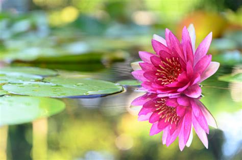 Beautiful Lotus Flower On The Water After Rain In Garden