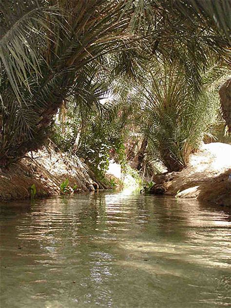 Oued Ombragé Lacs Tozeur Région De Tozeur Gafsa Et Kebili