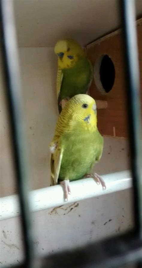 Budgie For Sale In Mitcham London Gumtree