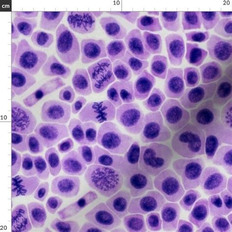 Confused about mitotic cell division? Mitosis Fabric -Mitosis By Thescientifichome- Mitosis ...