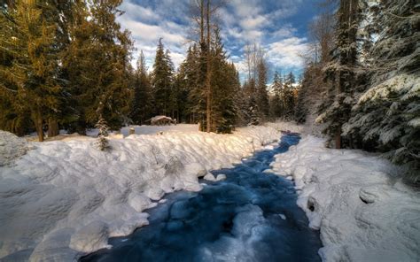 River Through Winter Forest