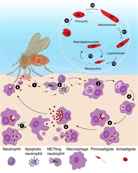 Life Cycle Of Leishmania Spp Host Infection By Metacyclic Download Scientific Diagram