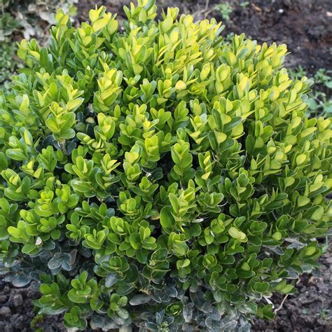 Buxus Sempervirens Suffruticosa Plants Shrubs Outdoor Pots