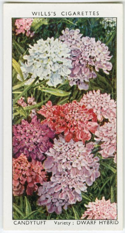 Check spelling or type a new query. Garden flowers by Richard Sudell - NYPL Digital Collections