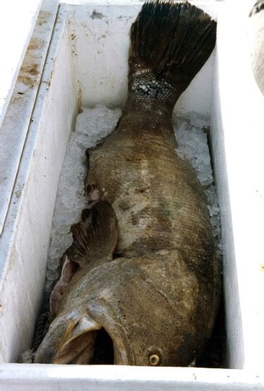 What is the best place to live on a boat? Fishing Bait Tips For Best Saltwater Fishing Results