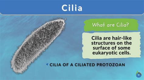 Cilium Definition And Examples Biology Online Dictionary
