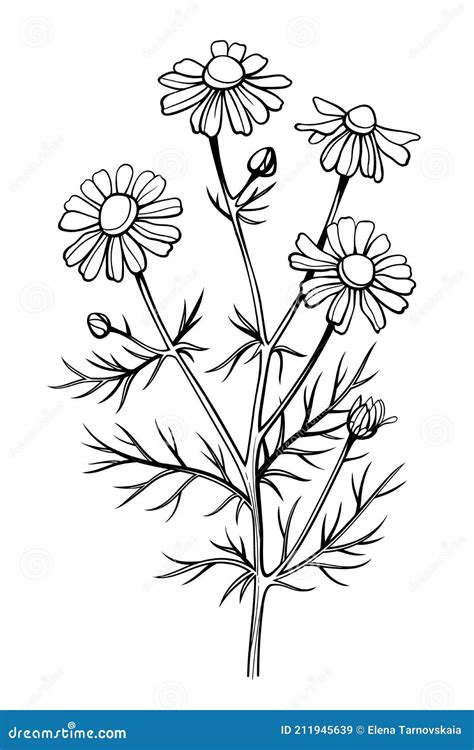 Chamomile Flower Line Art Drawing Daisy Wild Flowers And Leaves