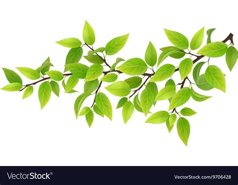 Tree Branch With Green Leaves Royalty Free Vector Image