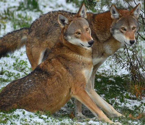 Akron Zoo Welcomes Two Critically Endangered Red Wolves