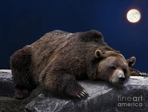 Grizzly Bear Sleeping Clip Art