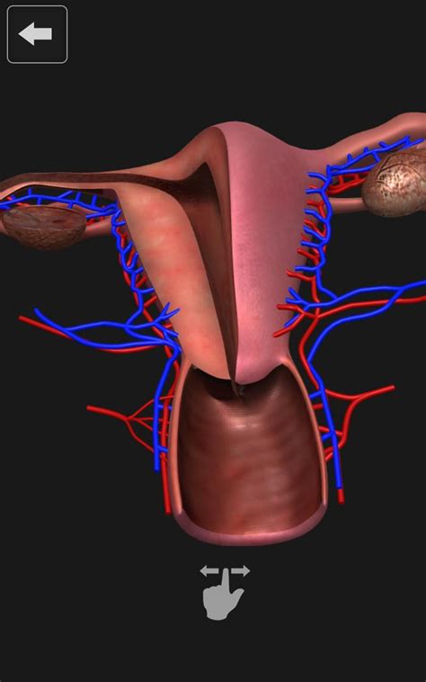 Ovarian & endometrial cancer by isha jaiswal 18091 views. Female Reproductive System: Internal Organs 3D for Android ...