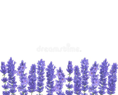 Lavender Watercolor Bouquet Of Provence Flowers Illustration Set Of