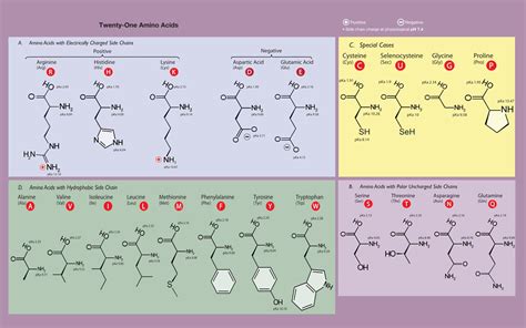 20 Amino Acids Chart With Key Groups