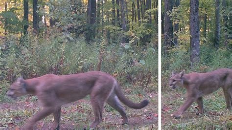 Cougar Spotted In Images From Michigan Dnr Camera