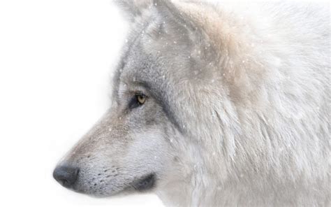 Wolf Wolves Predator Carnivore Winter Snow Fk