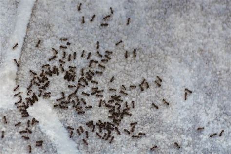 Bigstock Ants On The Floor Inside House 292490389 1 768x512 