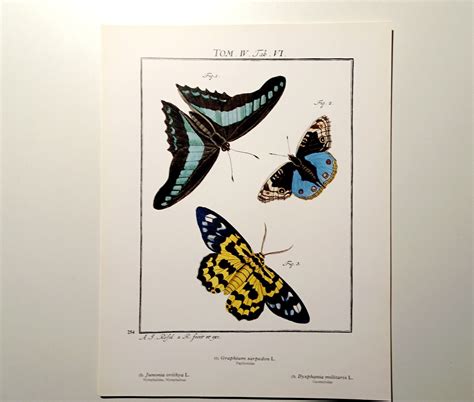 Impresi N De Mariposa Ilustraci N De Insectos Entomolog A Etsy Espa A