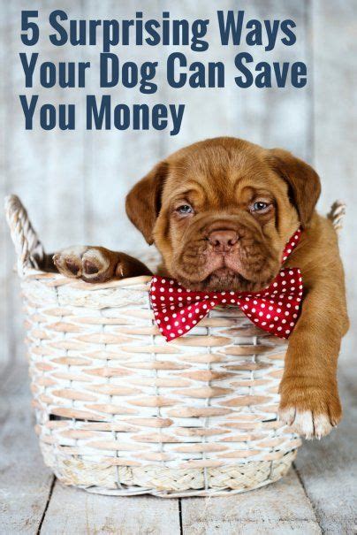 Here are the advisor's best dog foods… by category. 5 Surprising Ways Your Dog Can Save You Money | Dog food ...