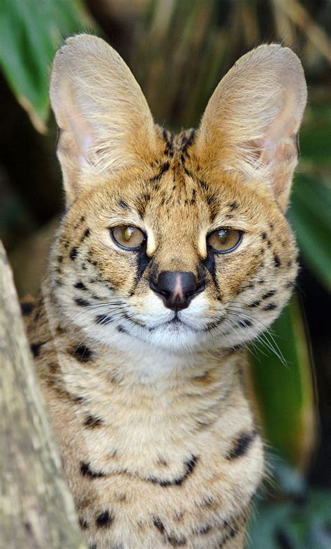 The Serval Is Native To Africa Where It Is Widely Distributed South Of